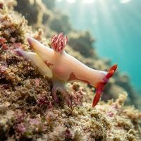 Chamberlain's Nembrotha