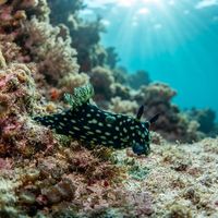 Crested Nembrotha