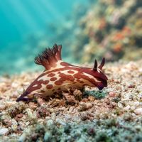 Nembrotha Mullineri