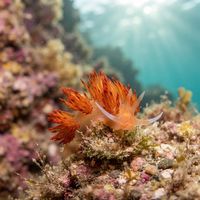 Nemesignis banyulensis