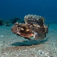 Sarcastic Fringehead
