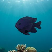 Black Damselfish