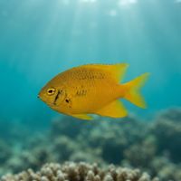 Behn's Damselfish