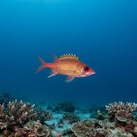 Longjaw Squirrelfish