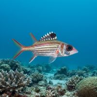Adult sammara squirrelfish with reddish body, white stripes and large red eyes sheltering under a coral ledge.