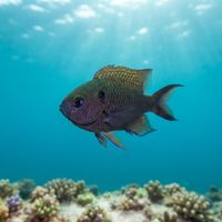 Regal damselfish with a dark blue-black body and pale yellow tail hovering over reef rubble.