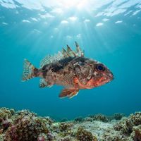 Common Gurnard Perch