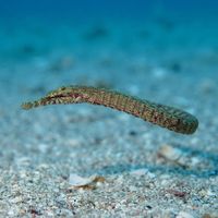 Worm Pipefish