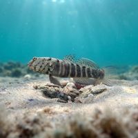 Ninebar Goby