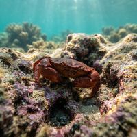 Ninetooth Pebble Crab