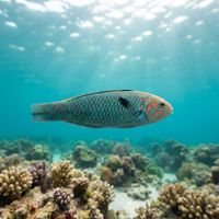 Noronha Wrasse