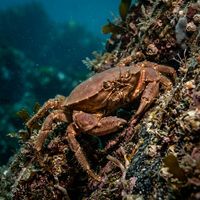 Northern Kelp Crab with reddish-brown carapace and spiny legs clinging to kelp fronds in a cold, green-tinted Pacific coastal reef.