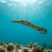 Northern Pipefish