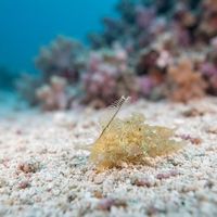 Ward's Nudibranch