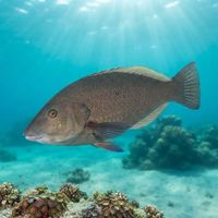 Adult Inscribed Wrasse with a mottled greenish-brown body swimming over a rocky temperate reef.