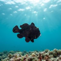 Deepwater Frogfish