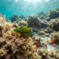 Nudibranch