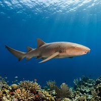 Nurse shark resting on a sandy reef floor, showing its broad flattened head, tan-brown colouring, and distinctive nasal barbels.