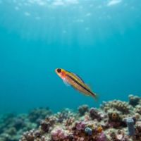 Oblique-swimming Triplefin