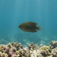 Obscure Damselfish