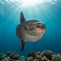 Ocean sunfish, a large silvery disc-shaped fish with a truncated tail, swimming in open blue water.