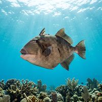 Oceanic triggerfish with dark grey-brown body and pale belly swimming along a tropical reef edge.