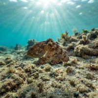 Atlantic Pygmy Octopus
