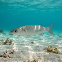 Adult boxlip mullet, a slim silvery fish with a pale belly, schooling near a rocky Mediterranean reef.