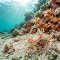 Fiery Pump Dorid