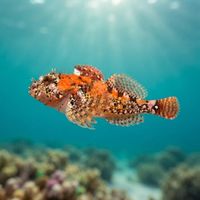 Rosy Sculpin
