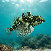 Fluffy Sculpin