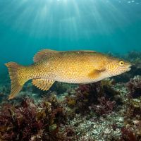 Herring Cale wrasse with olive-green body and pale streaks swimming over a shallow rocky reef.