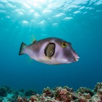 Ringed Pufferfish