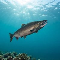 Pink Salmon