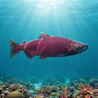 Chinook Salmon