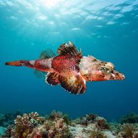 Spiny Flathead