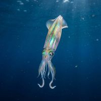 Opalescent inshore squid with translucent body and iridescent colour-changing skin hovering in open blue water.