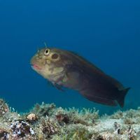 Redlip Blenny perched on a dark volcanic rock with bright red-orange lips and a mottled brown body.