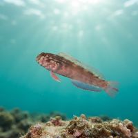 Redlip blenny with mottled brown body and reddish lips perched on a coral head.