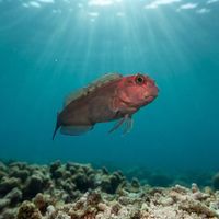 Panamic Fanged Blenny perched on encrusted rock, dark mottled body with pale fins against a reef backdrop.