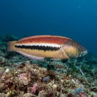 Adult Maori wrasse with an elongated body, orange stripes and blue-green markings over a rocky reef.