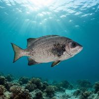 Cape Knifejaw