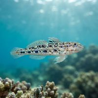 Spinecheek Goby