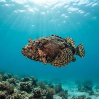 Oyster Toadfish