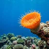 Orange Cup Coral