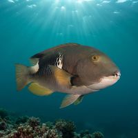 Adult orange-dotted tuskfish with a blue-green body, orange spots and a heavy-lipped face over a coral reef.