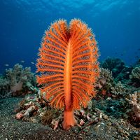 Orange sea pen with feathery orange polyp-covered branches rising from sandy seafloor in cold green water.