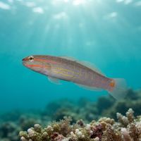 Orange-striped Goby