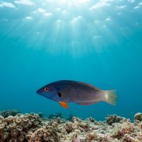 Orangefin Wrasse