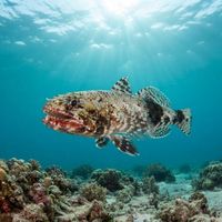 Orangemouth Lizardfish